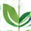 Groentek Holland logo